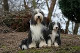 BEARDED COLLIE 444